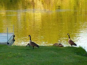 Geese and babies