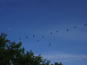 Canada Geese