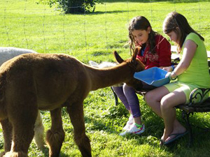 Feeding Alpacas