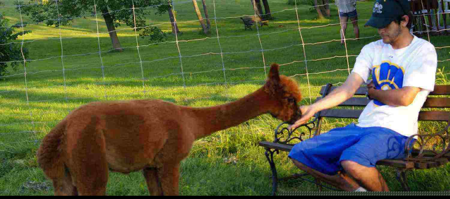 feeding the alpacas