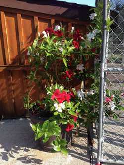 flowers